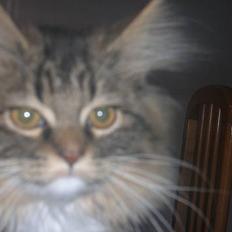 Blanding af racer GISMO