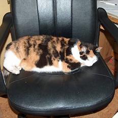 Blanding af racer Slejser