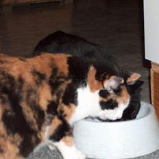 Blanding af racer Slejser