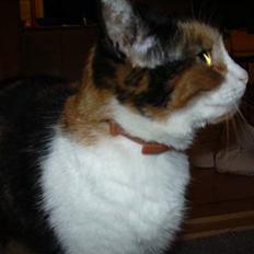 Blanding af racer Frida