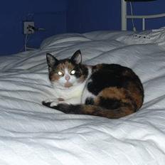 Blanding af racer Frida