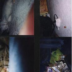 Blanding af racer Miss Pigen