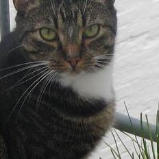 Blanding af racer Malou