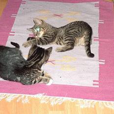 Blanding af racer Malou