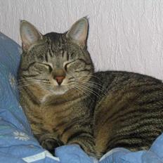 Blanding af racer Felix