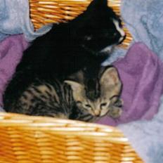 Blanding af racer Felix