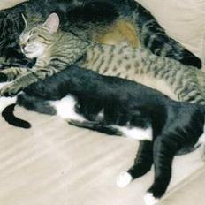 Blanding af racer Felix