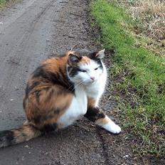 Blanding af racer Slejser