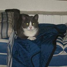 Blanding af racer Misesmor