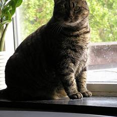 Blanding af racer Saybia