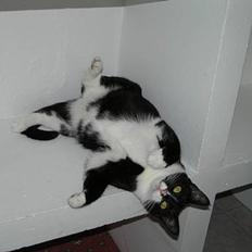 Blanding af racer Mille