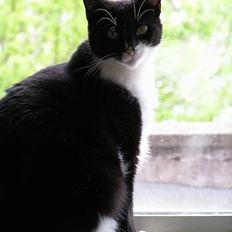 Blanding af racer Mille