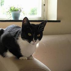 Blanding af racer Mille