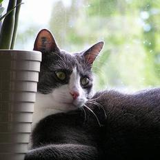 Blanding af racer Finke