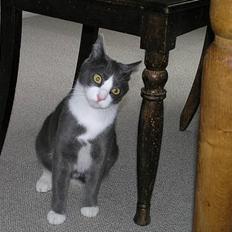 Blanding af racer Finke