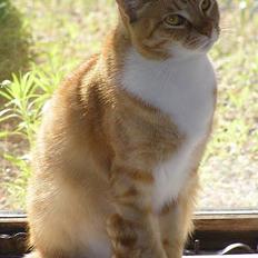 Blanding af racer Limbo