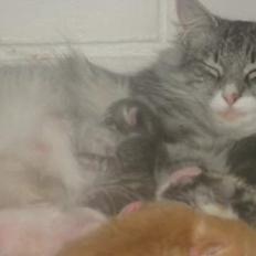 Norsk Skovkat Bonny <33 (Død) )':