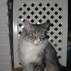 Norsk Skovkat Bonny <33 (Død) )':