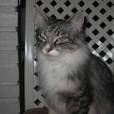 Norsk Skovkat Bonny <33 (Død) )':