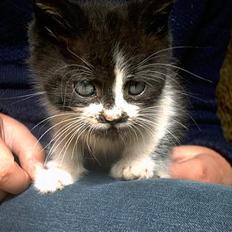 Blanding af racer Waltemar