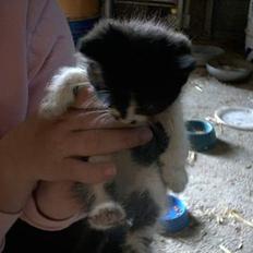 Blanding af racer Waltemar