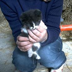 Blanding af racer Waltemar