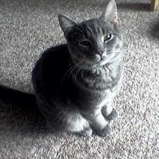 Blanding af racer Milo (R.I.P)