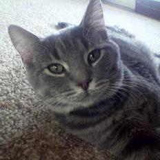 Blanding af racer Milo (R.I.P)