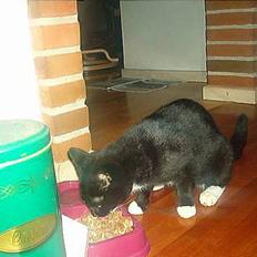 Blanding af racer Trunte (død)