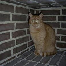 Blanding af racer Whiskas (forsvundet)