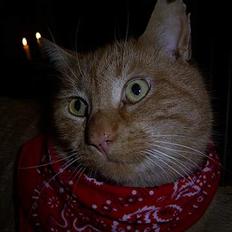 Blanding af racer Whiskas (forsvundet)