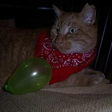 Blanding af racer Whiskas (forsvundet)