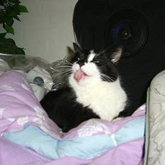 Blanding af racer Gismo