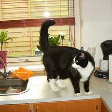 Blanding af racer Gismo