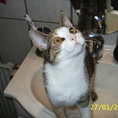 Blanding af racer Trunte