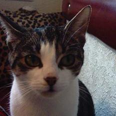 Blanding af racer » .  • Rosa