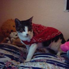 Blanding af racer » .  • Rosa