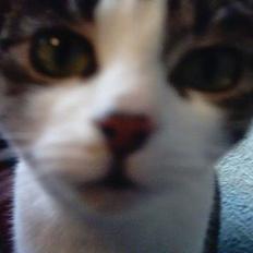 Blanding af racer » .  • Rosa