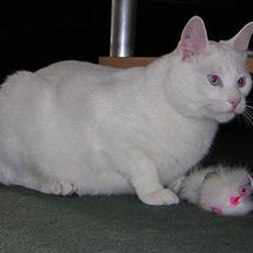 Blanding af racer freddie