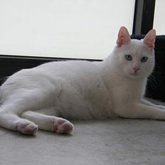 Blanding af racer freddie