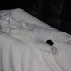 Blanding af racer freddie