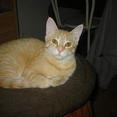 Blanding af racer Mons