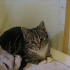 Blanding af racer Bandit