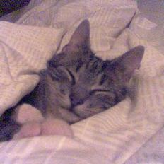 Blanding af racer Bandit