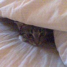 Blanding af racer Bandit