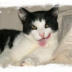 Blanding af racer Fido