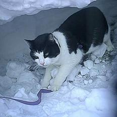 Blanding af racer Fido