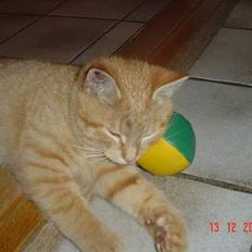 Blanding af racer Bamse