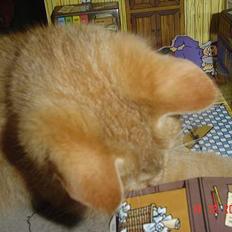 Blanding af racer Bamse