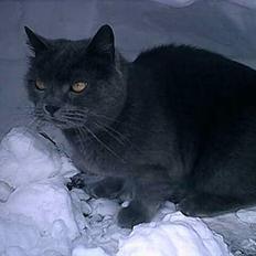 Blanding af racer Daffy